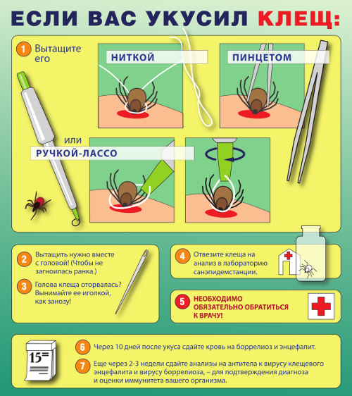 Укус клеща. Клещевой энцефалит и боррелиоз. Симптомы, профилактика и лечение
